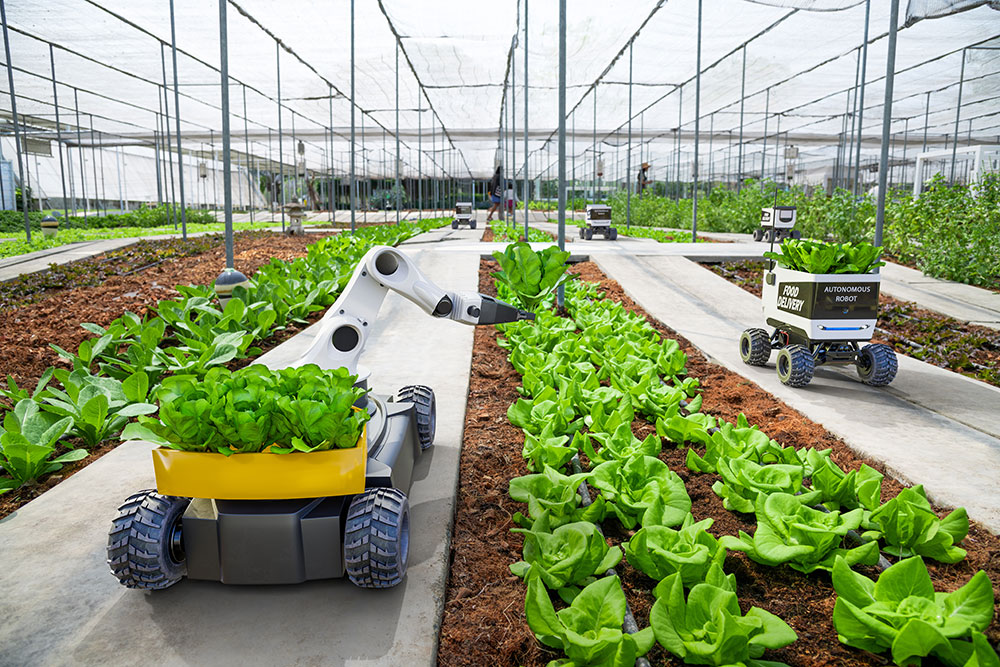 A photograph of modern agriculture, showcasing a machine cultivating vegetables inside a greenhouse.